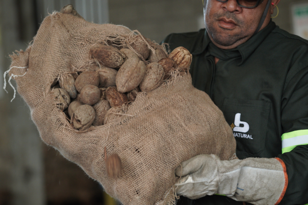 Em iniciativa inédita, Binatural adota biomassa de coco de piaçava na produção de biodiesel e fortalece agricultura familiar na Bahia