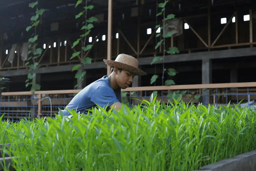 Pessoa com chapéu de palha cuida de horta verde em ambiente agrícola sustentável. A imagem representa práticas de cultivo responsáveis, alinhadas aos princípios ESG, promovendo agricultura urbana, preservação ambiental e inclusão social na produção de alimentos saudáveis e conscientes.