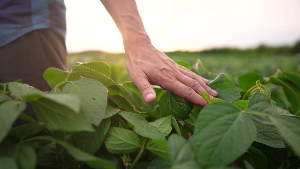 Close-up de agricultor tocando folhagem em plantação, biodiesel e agricultura familiar