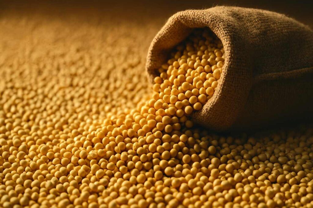 Saco de estopa derrama grande quantidade de grãos de soja sobre superfície repleta do mesmo produto. A imagem ressalta a abundância e qualidade da colheita, ideal para quem busca entender como ser fornecedor de matéria-prima para biodiesel com eficiência.