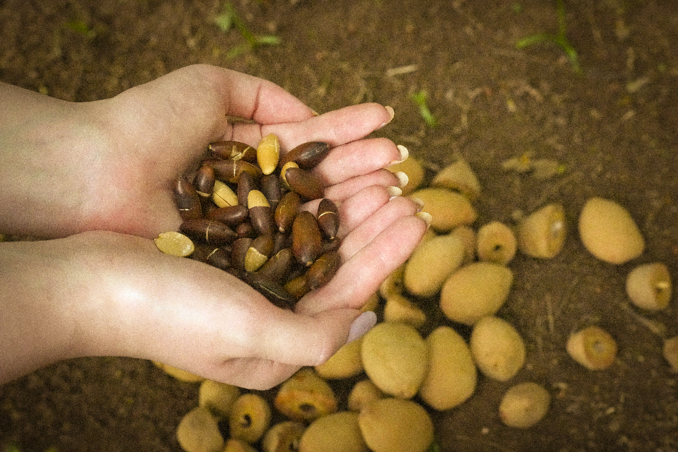Parceria entre indústria e cooperativa fomenta cadeia do baru no Cerrado e avança em modelo de bioeconomia com agricultura familiar